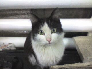 Сергей Анегов