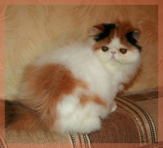 Юля Яковлева