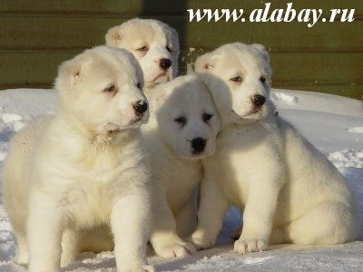 Дурсун Дурсун-Оглы