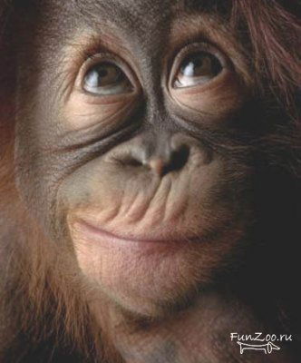 Константин Пономаренко