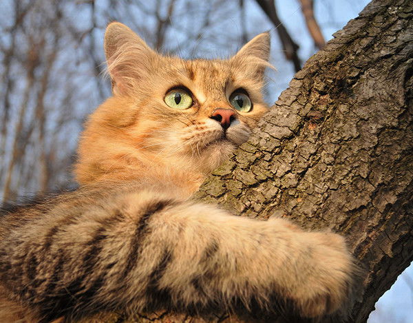 ♚ Александр ♚