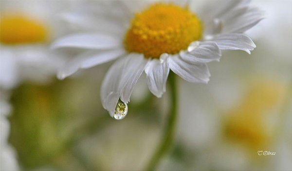 Сауле Баймурзаева