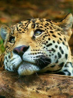 Баронесса ***