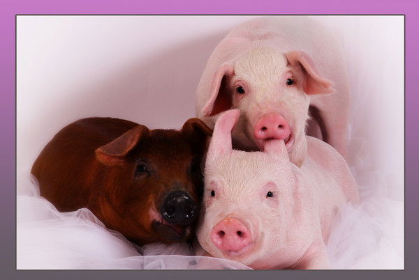 Светлана Преснакова