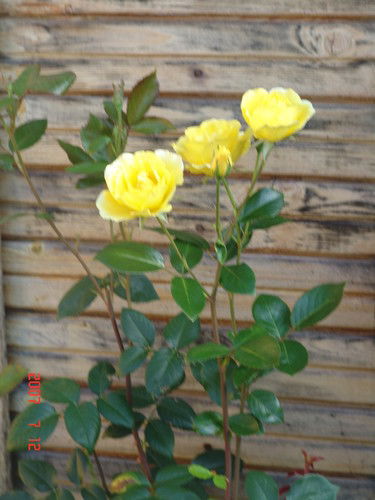 Альфия Валеева