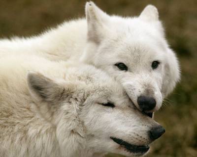 Диана Гордеева