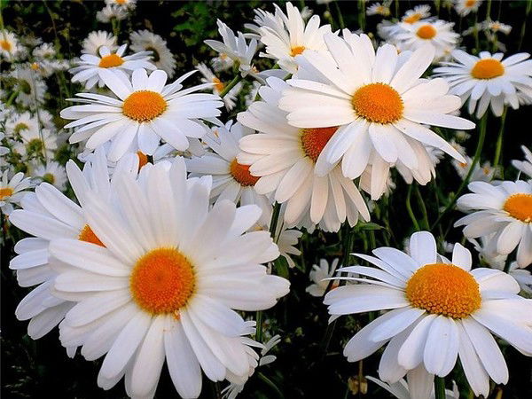 Дарья Новикова