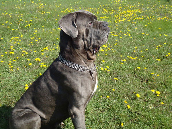 Алексей Васянович