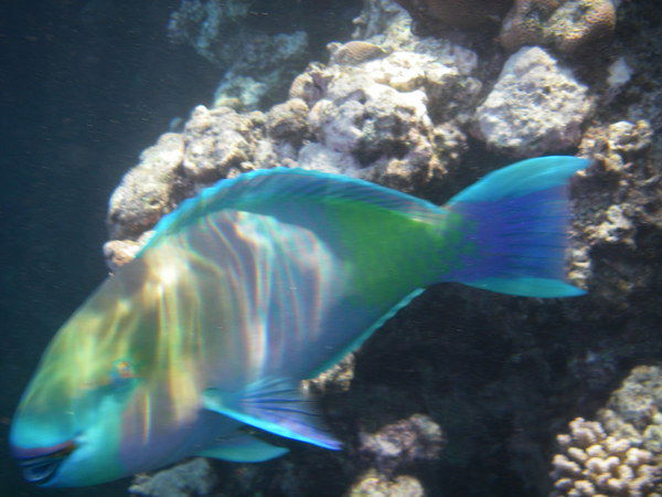 Марианна Антонова