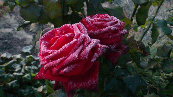 Евгений Пронин