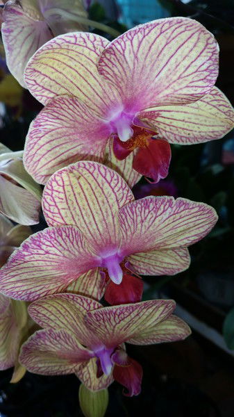 Наталья Демьяненко