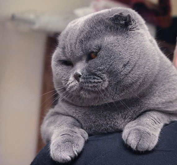 Руфат Майтжанов