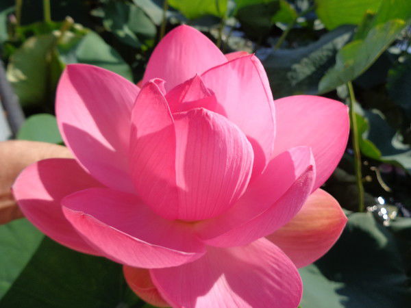 Ирина Рыкова