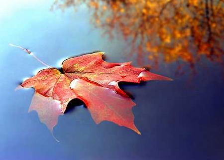 Галина Шведова