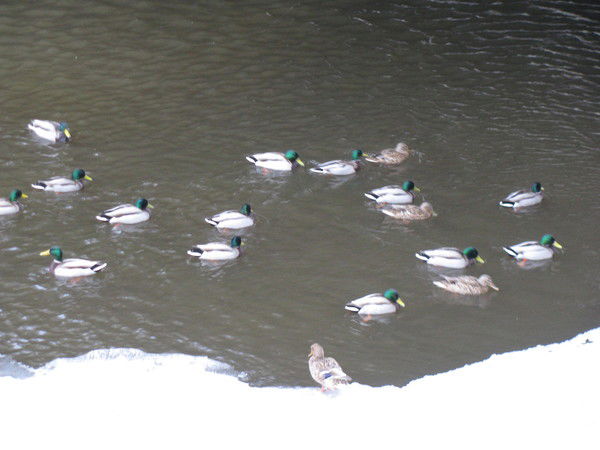 Фарход Адамов