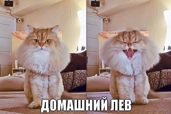 Макар Мартыненко