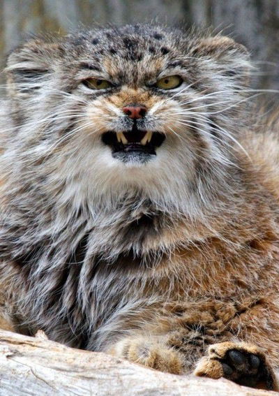 Сергей Падерин