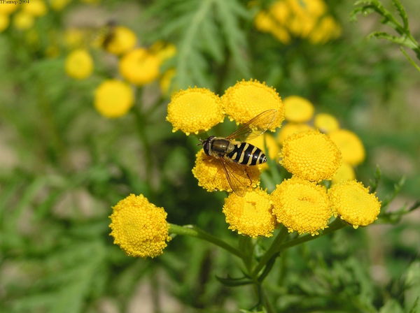 Марина Викторовна