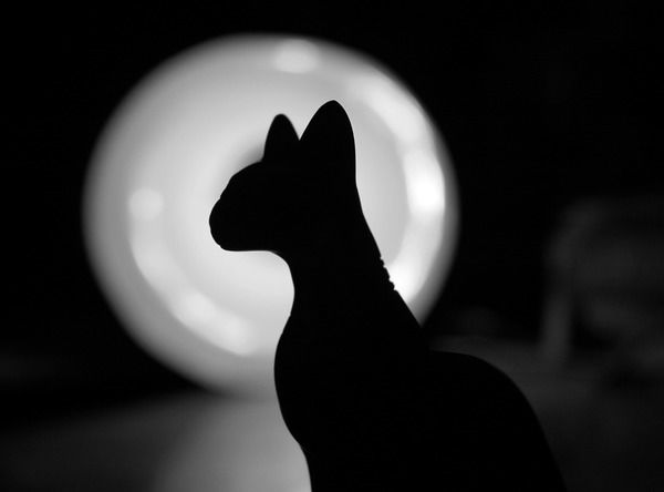 Ирина Андреева