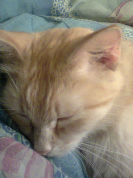 Анатолий Воронин