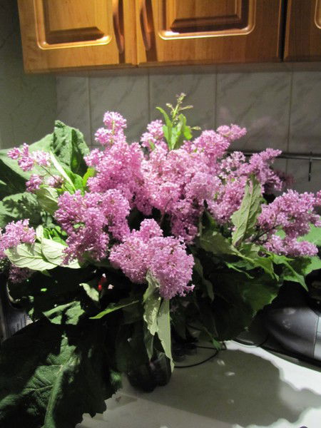 Виктория Шейгас