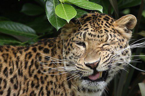 Наденька Шестак