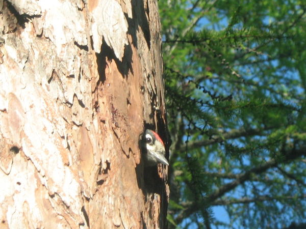 Людмила Зорина