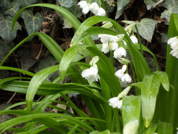 Лариса Танкевич