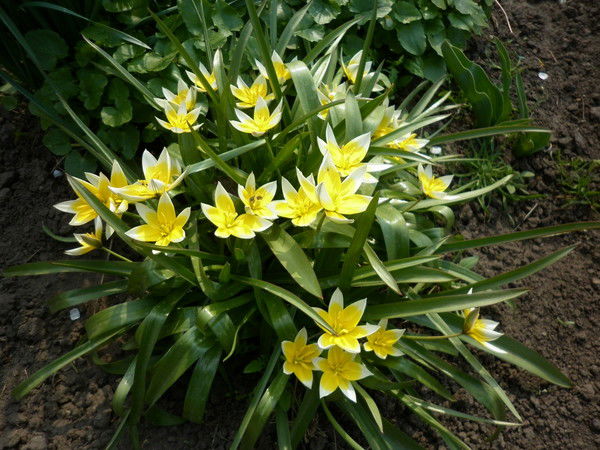 Елена Бойко