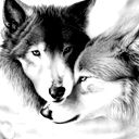 ~~~~Volk ~~~~~