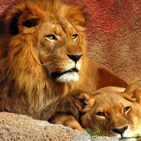 Светлана Шатрова