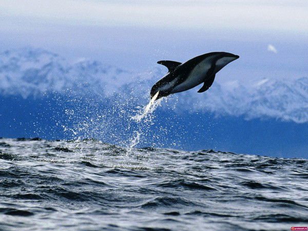 Георгий Штарк