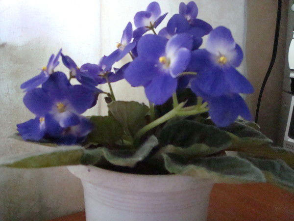 Влад Рашкин