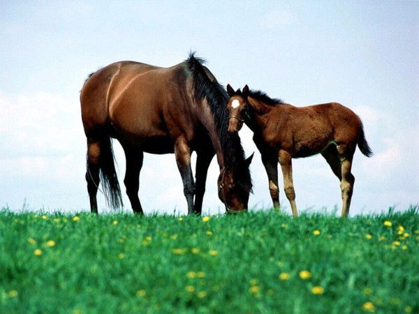 Кабдрахман Мамежанов