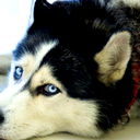 Алик Габдрафиков