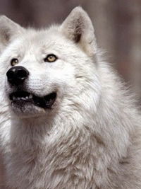 Нур Байгутлин