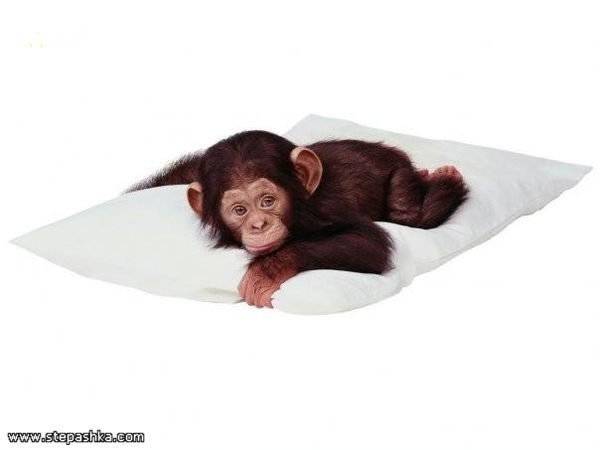 Дарья Лучицкая