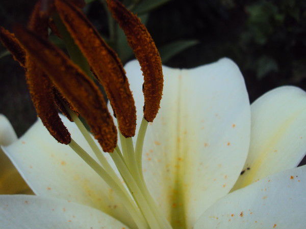 Дарья Филимонова