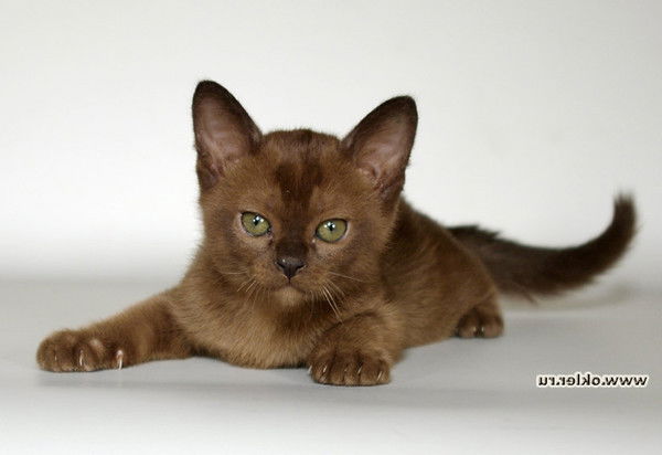 (=Нинель=) ******