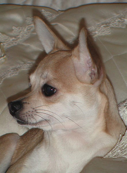 Владимир Чекменёв