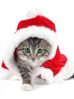 Дмитрий Михайлов