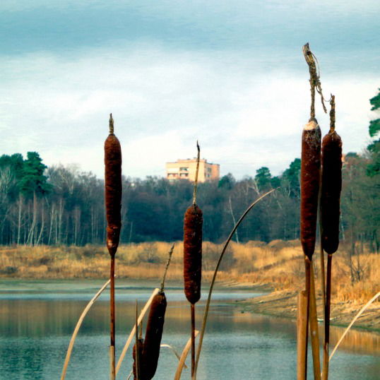 Герман Корягин