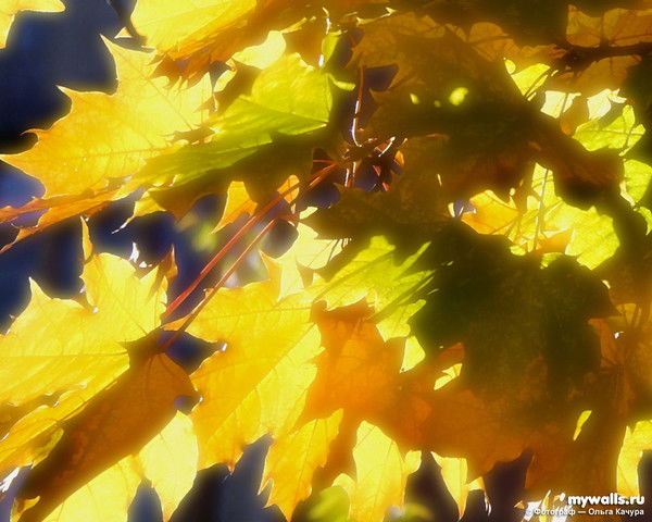 Наталья Русанова