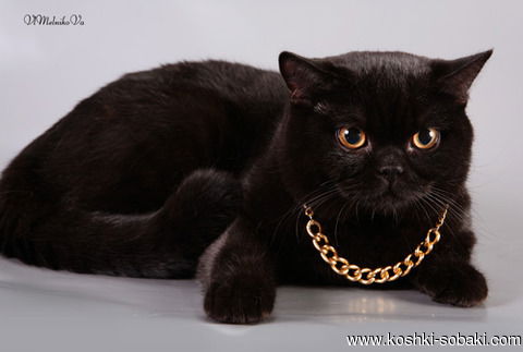 Светлана Маркова