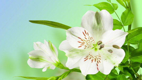 Юлия Вдовина