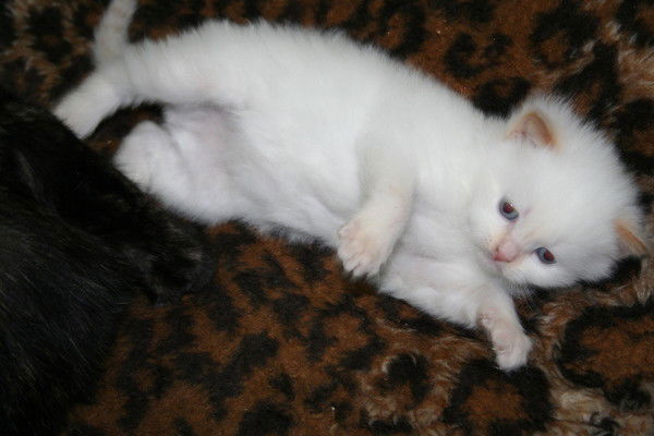 Женя Кислица