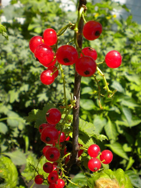 Алина Бугаенко