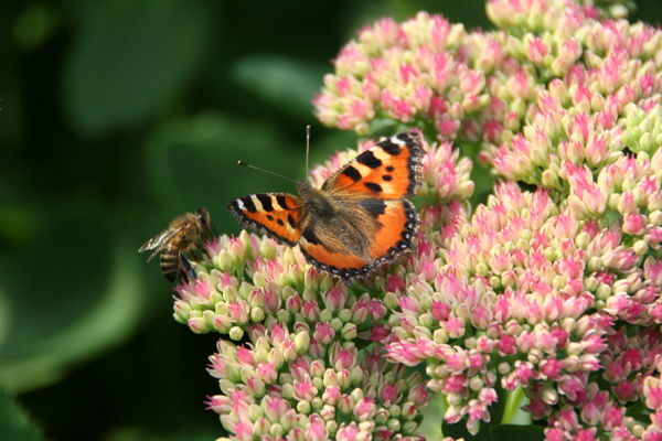 Евгения Стрельцова