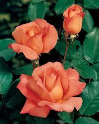 Таня Калыкова