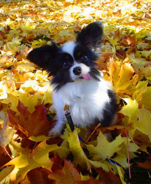 Игорь Крашенинников